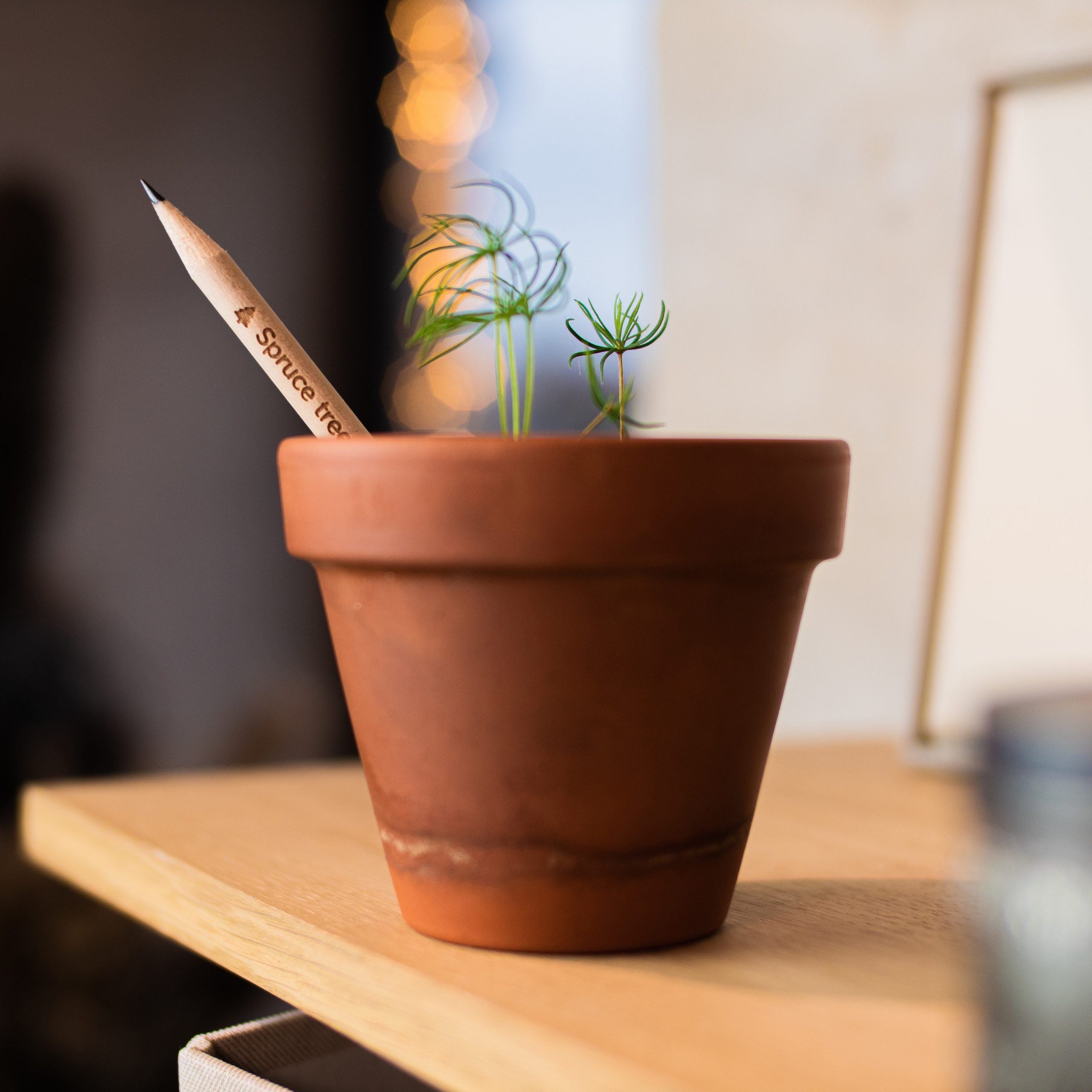 SproutWorld-Singapore-plantable-seed-pencil-in-flower-pot